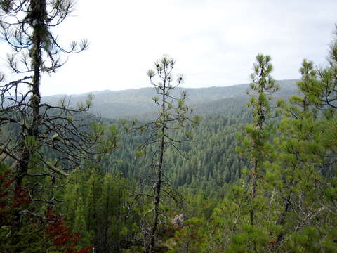 Image of knobcone pine