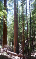 Image of redwood