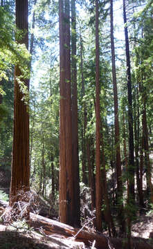 Image of redwood