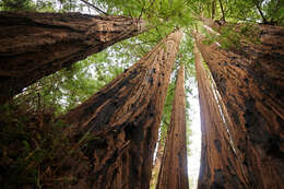 Image of redwood