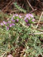 Image of Thymus villosus L.