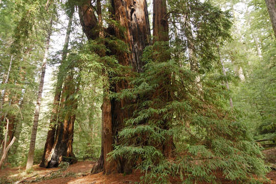 Image of redwood