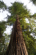 Imagem de Sequoia