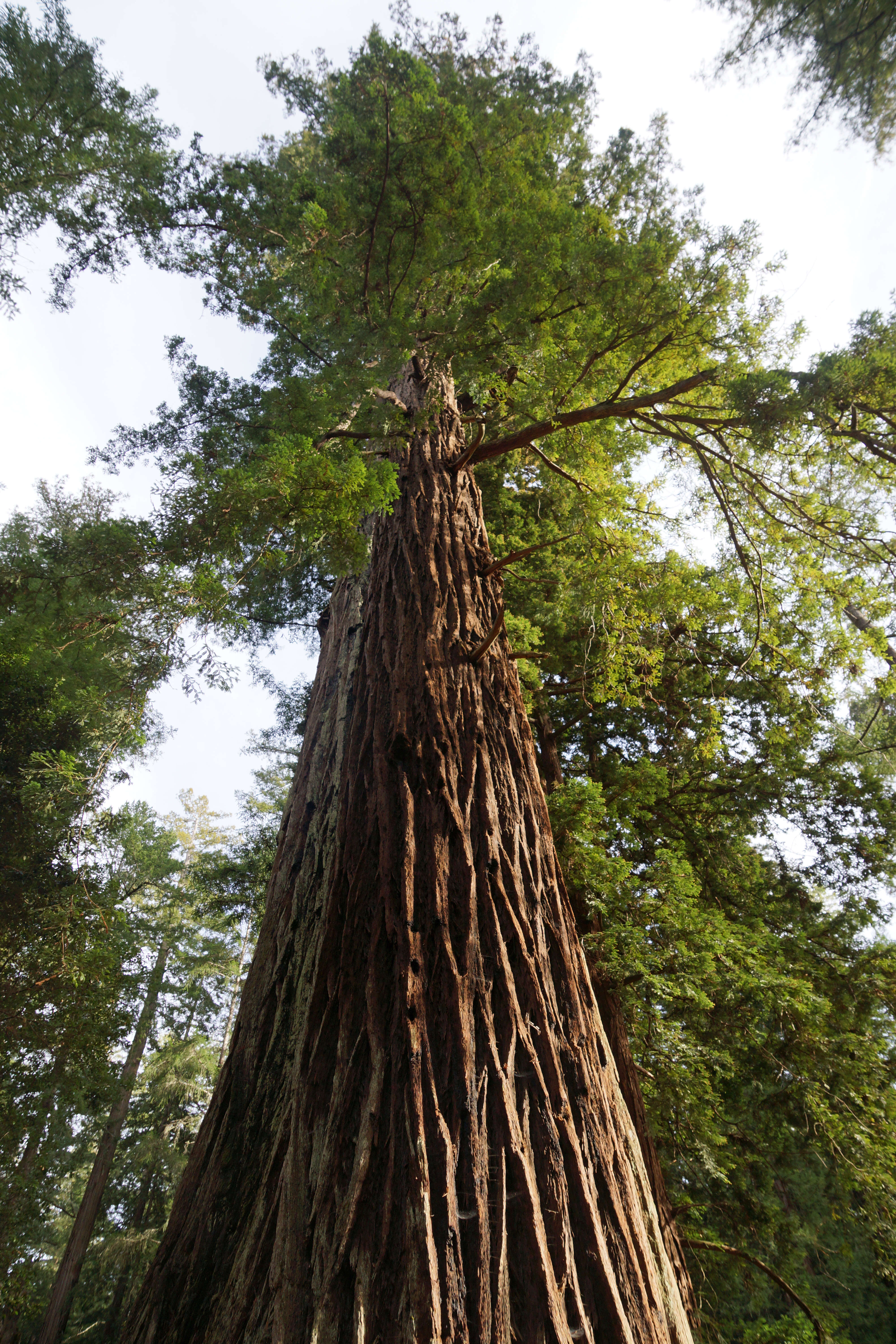 Image of redwood