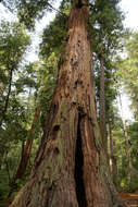 Image of redwood