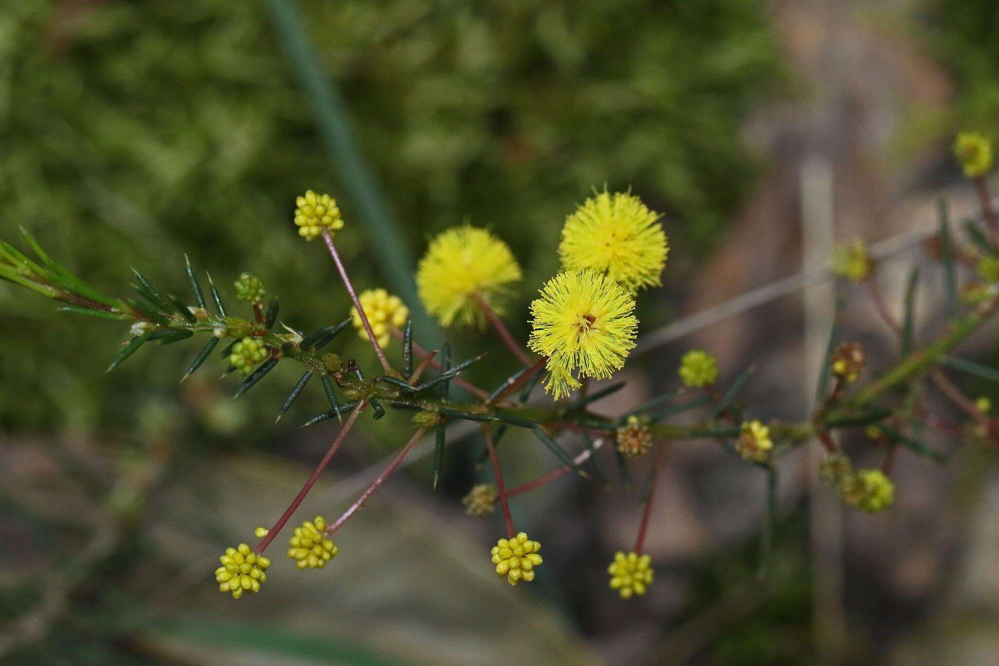 Image of Acacia aculeatissima J. F. Macbr.