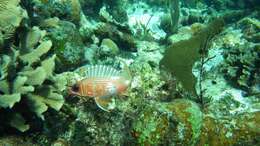 Image of Longspine Squirrelfish