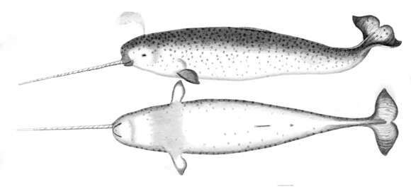 Image of narwhal