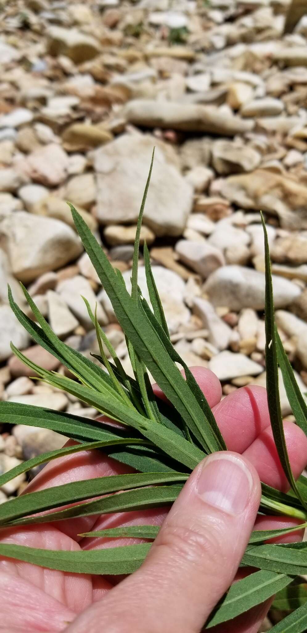 Image of Ozark bluestar