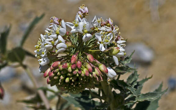 Eremothera boothii subsp. decorticans (Hook. & Arn.) W. L. Wagner & Hoch resmi