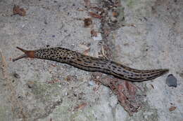 Image of garden slugs