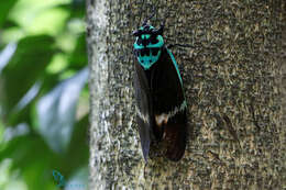 Image of Formotosena seebohmi (Distant 1904)