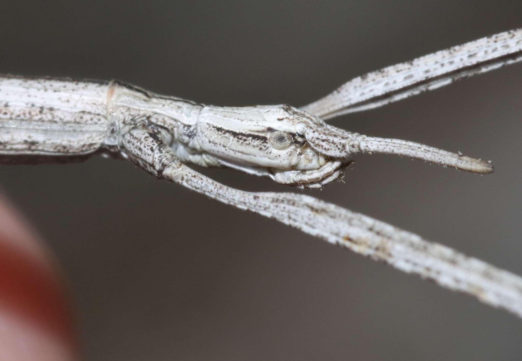 Image of Western Short-horn Walkingstick