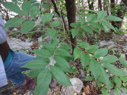 Plancia ëd Trichilia americana (Sessé & Mociño) T. D. Pennington