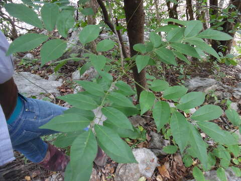 Plancia ëd Trichilia americana (Sessé & Mociño) T. D. Pennington