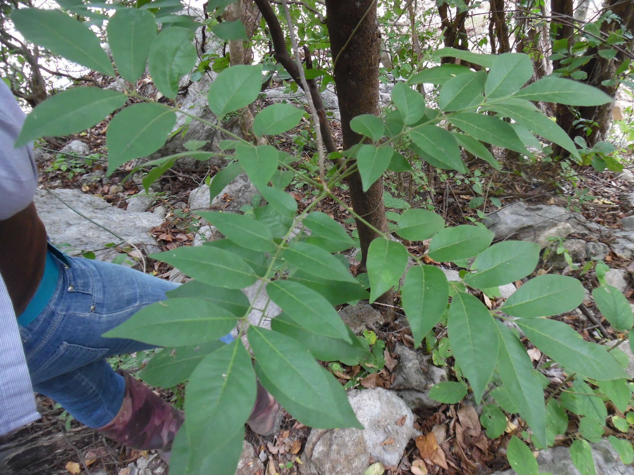 Image of Trichilia americana (Sessé & Mociño) T. D. Pennington