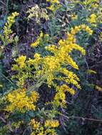 Imagem de Solidago altissima L.