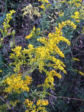 Imagem de Solidago altissima L.