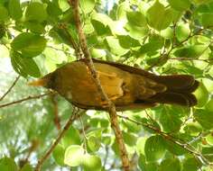 Image of Karoo Thrush