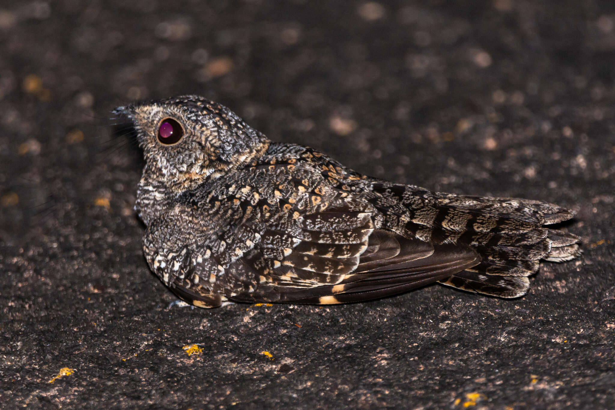 صورة Systellura longirostris (Bonaparte 1825)