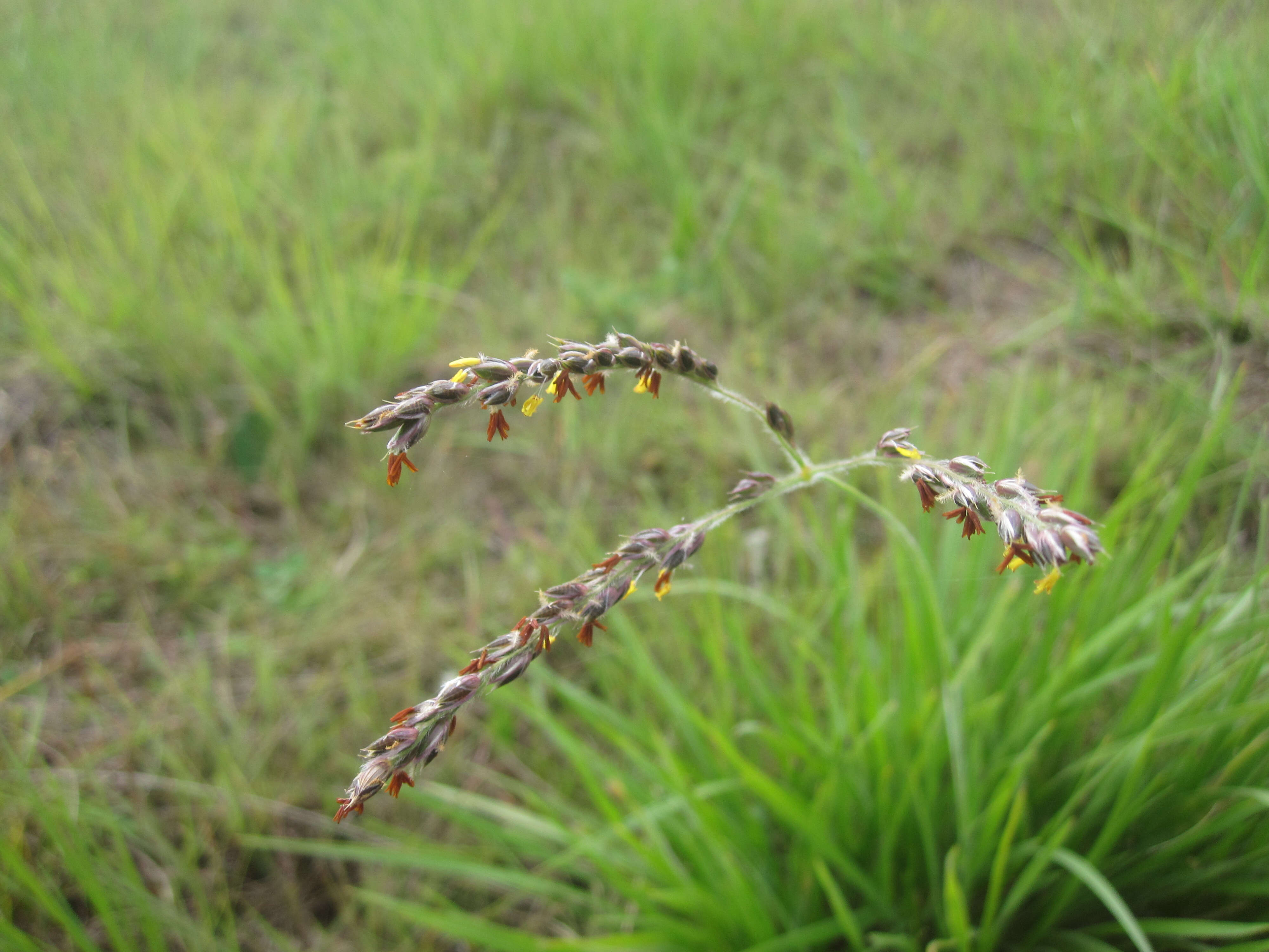 Imagem de Alloteropsis semialata (R. Br.) Hitchc.