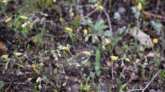 Physaria recurvata (Engelm. ex A. Gray) O'Kane & Al-Shehbaz resmi