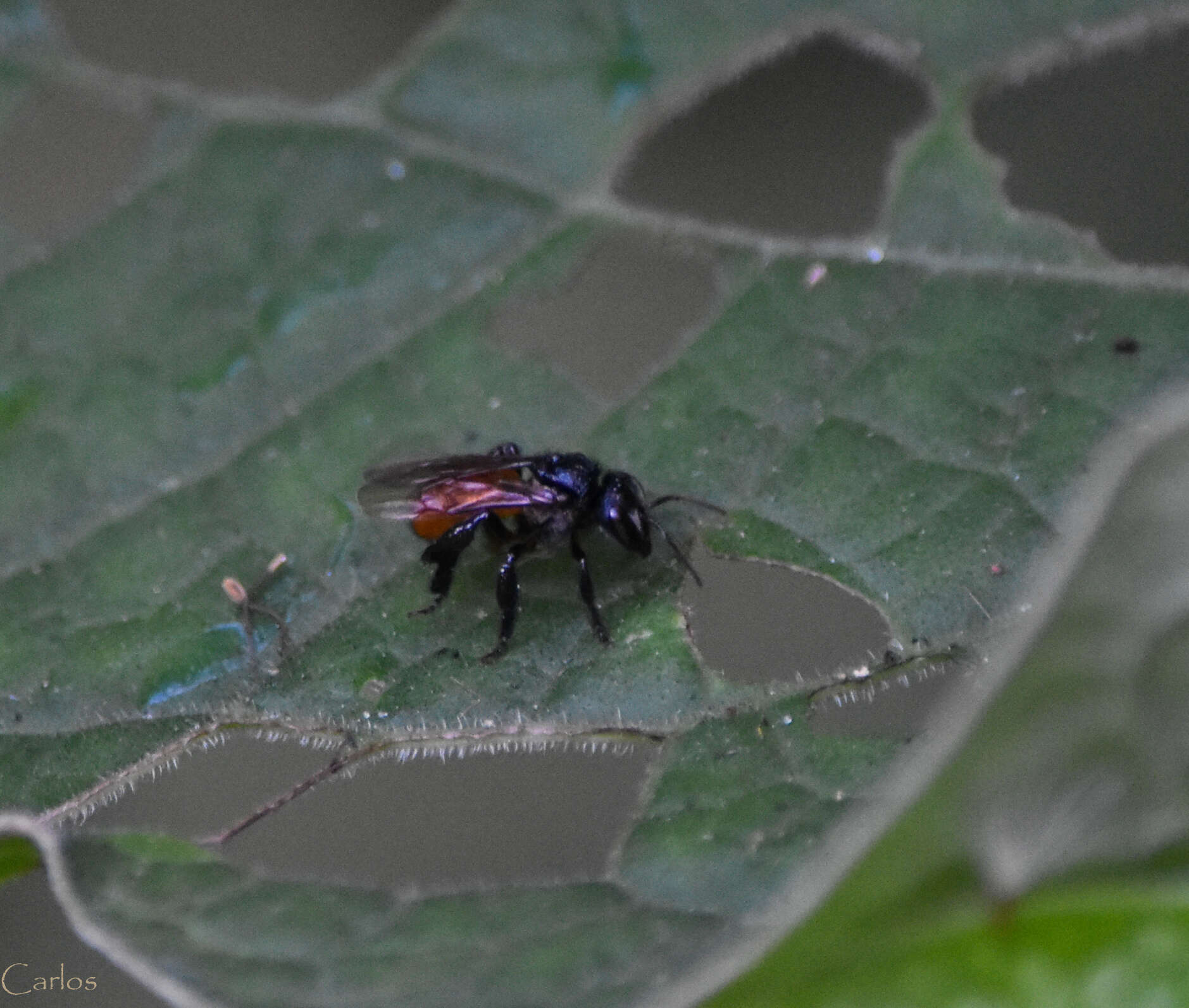 Image of Fox-colored Stingless Bee