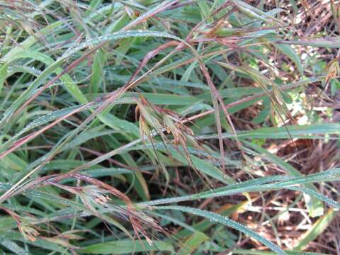 Image of Red grass