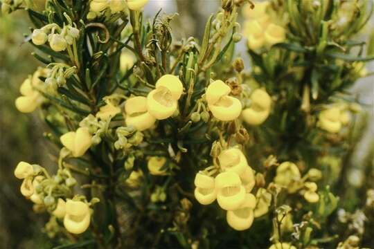 Image of Calceolaria ferruginea Cav.