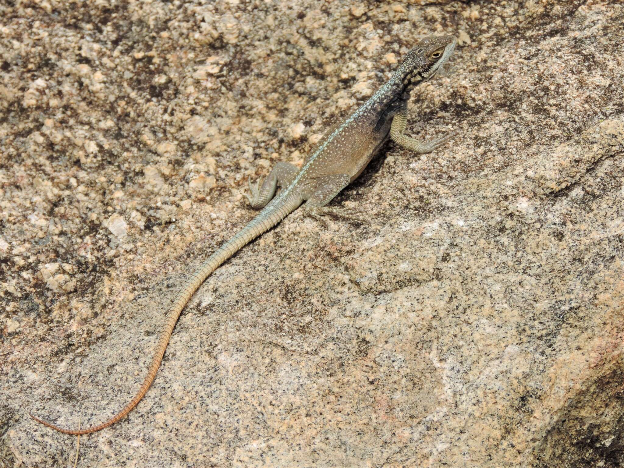 Image of Grandidier's Madagascar Swift