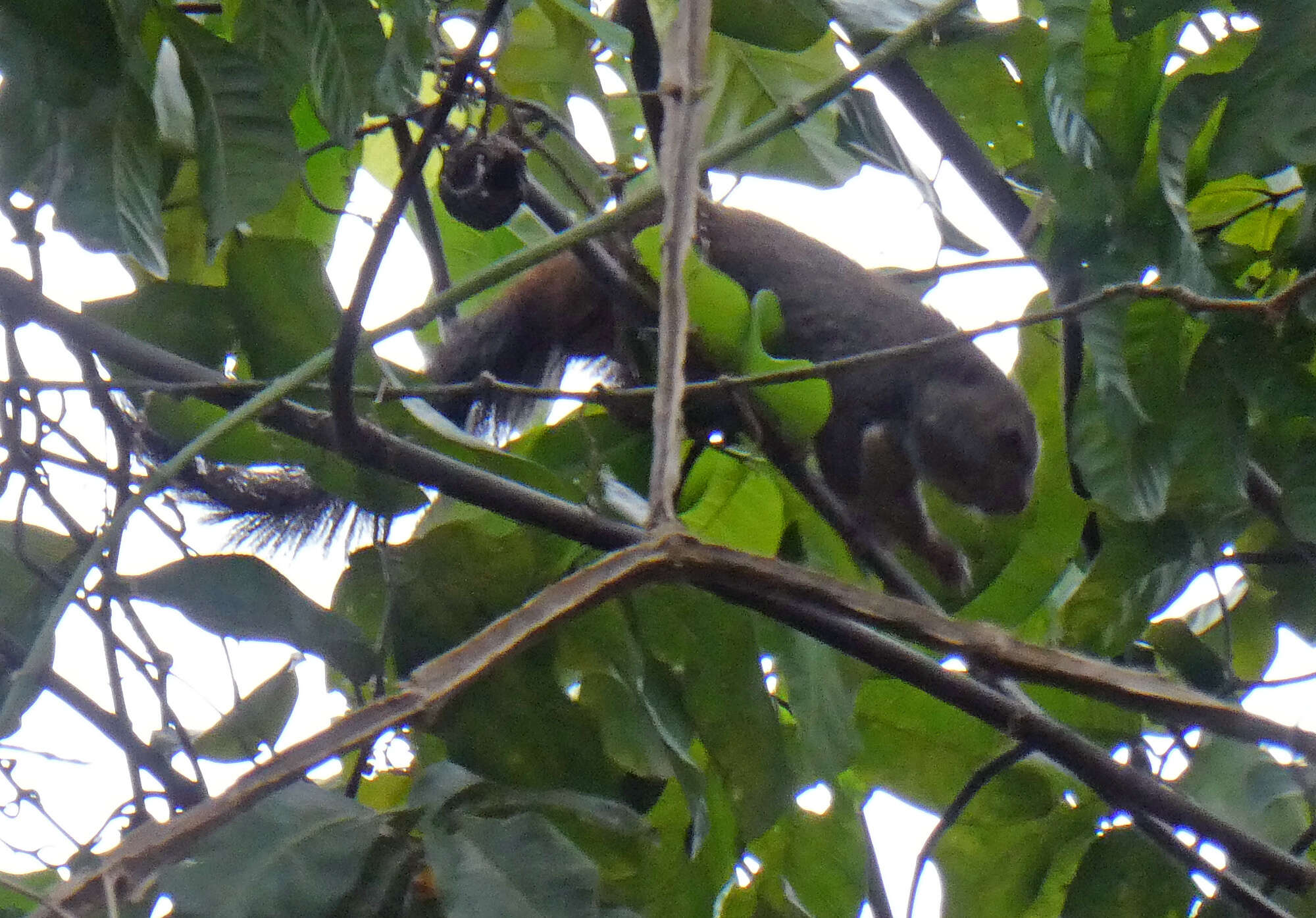 Image of Red-legged Sun Squirrel