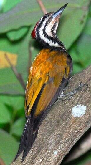 Image of Common Flameback