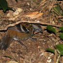 Image of Australian Logrunner