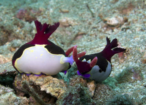 Image of Nembrotha chamberlaini Gosliner & Behrens 1997