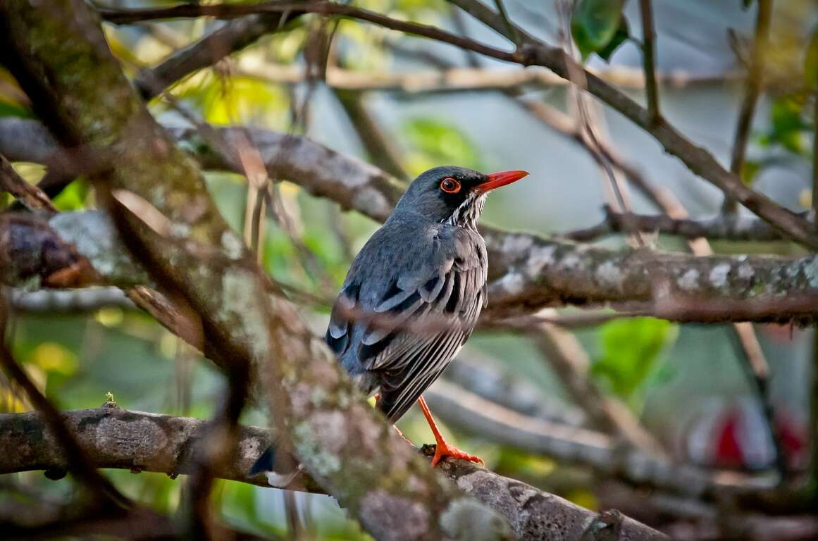 Image of Red-legged Thrush