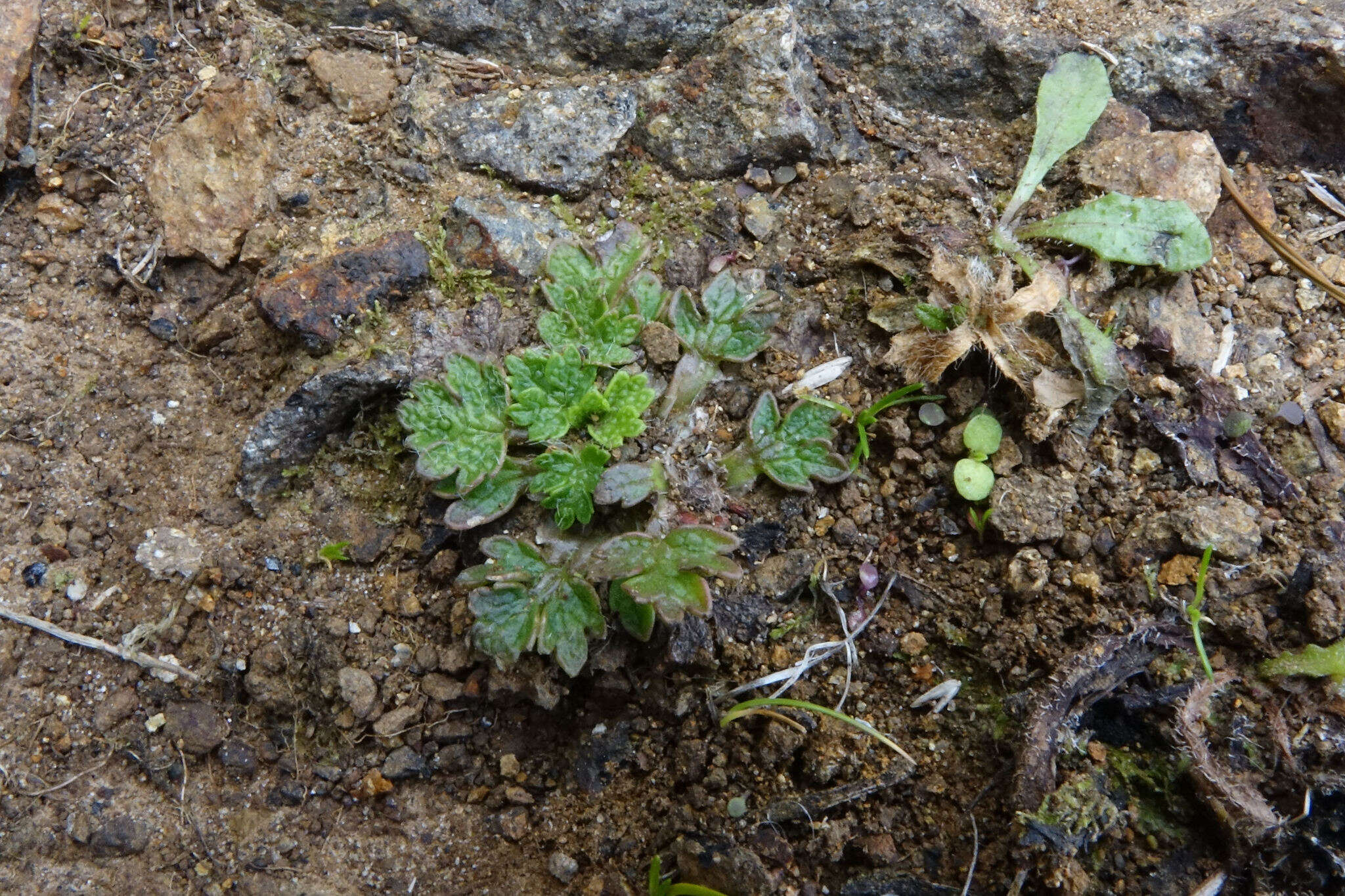 صورة Ranunculus recens T. Kirk