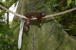 Image of Callicebus Thomas 1903