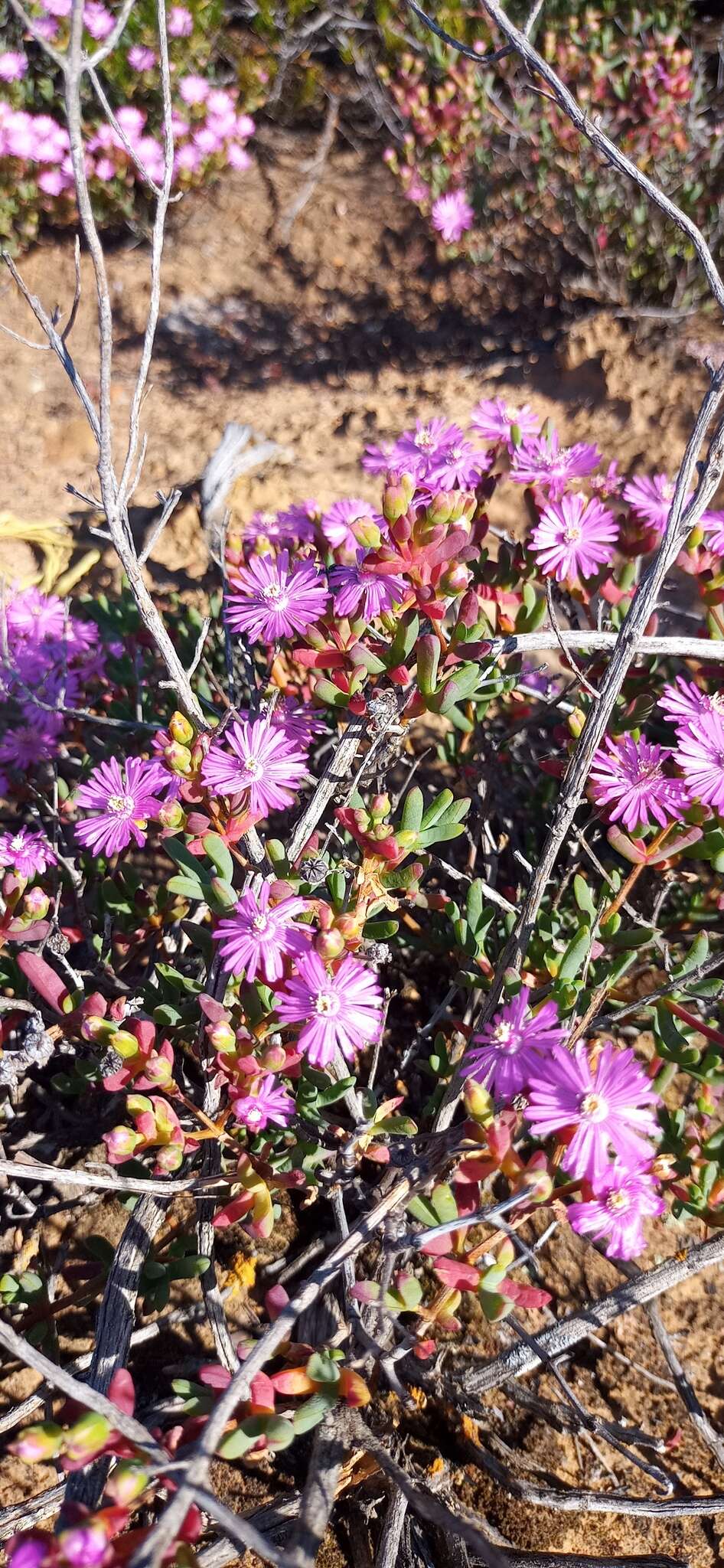 صورة Leipoldtia schultzei (Schlechter & Diels) Friedrich