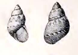 Image of Tricolia tenuis (Michaud 1829)