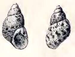 Image de Tricolia tenuis (Michaud 1829)