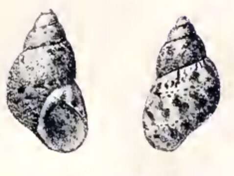 Image of Tricolia tenuis (Michaud 1829)