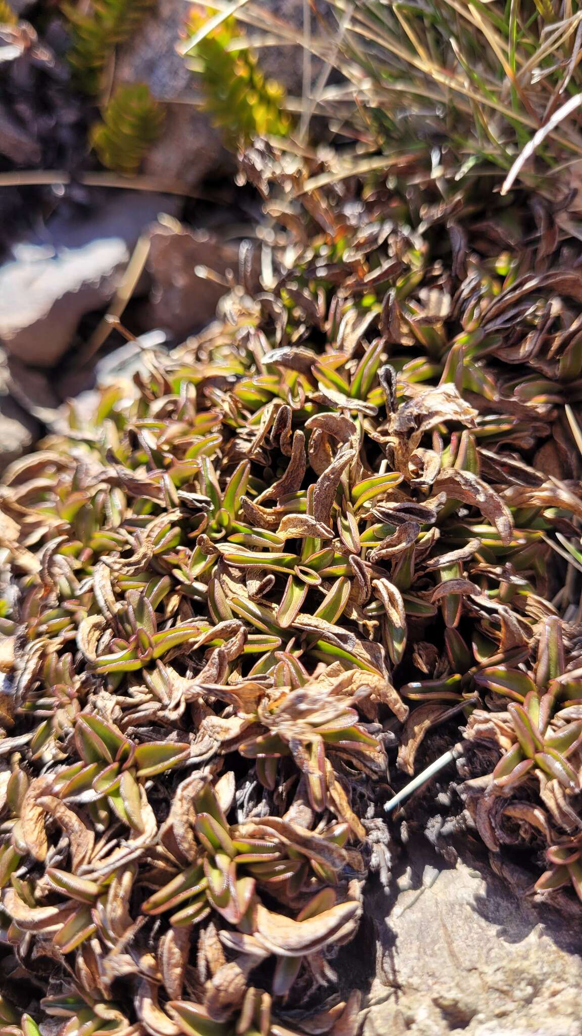 Image of Gentianella serotina (Cockayne) T. N. Ho & S. W. Liu