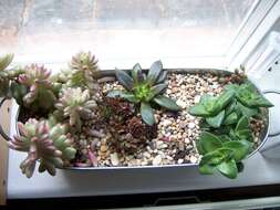 Sedum rubrotinctum R. T. Clausen resmi