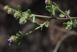 Image of Chromolaena sagittata (A. Gray) R. King & H. Rob.