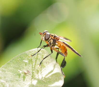 Image of Trichopoda pictipennis Bigot 1876