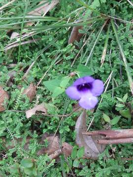 Image of Spotless Violet Torenia