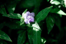 Image of Ruellia repens L.