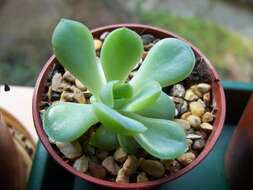 Image of Echeveria pulidonis Walther