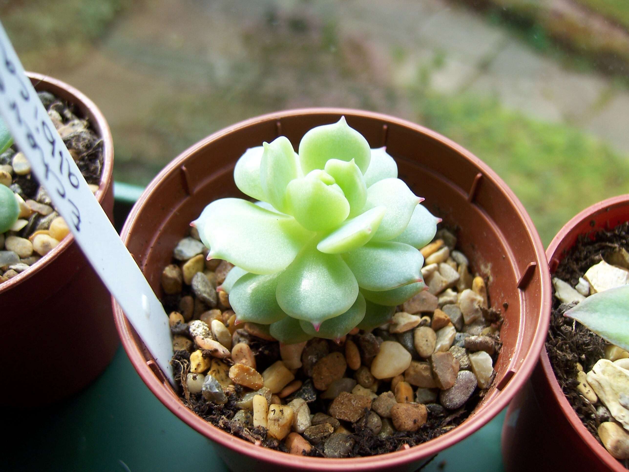 Image of Echeveria elegans Rose