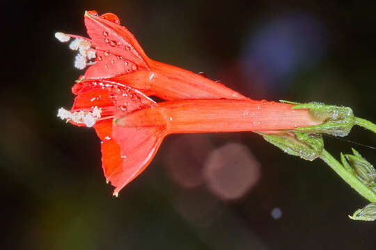 Image of Ipomoea cholulensis Kunth